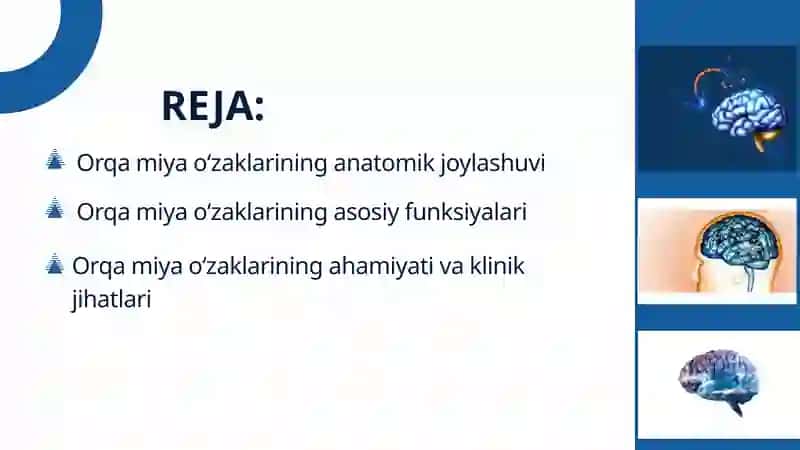 Orqa Miya O‘zaklarining Joylashuvi va Ularning Ahamiyati 2