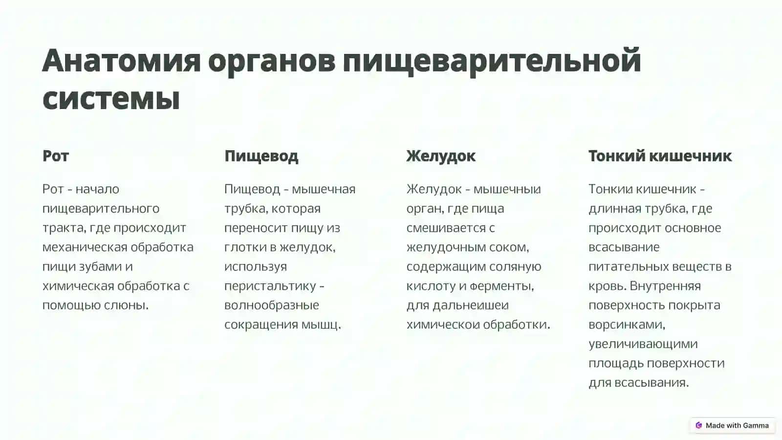 Система пищеварения: детальное описание 2