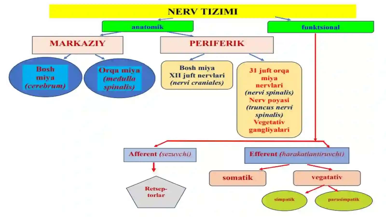 Nervtizimining umumiyanatomiyasi 2