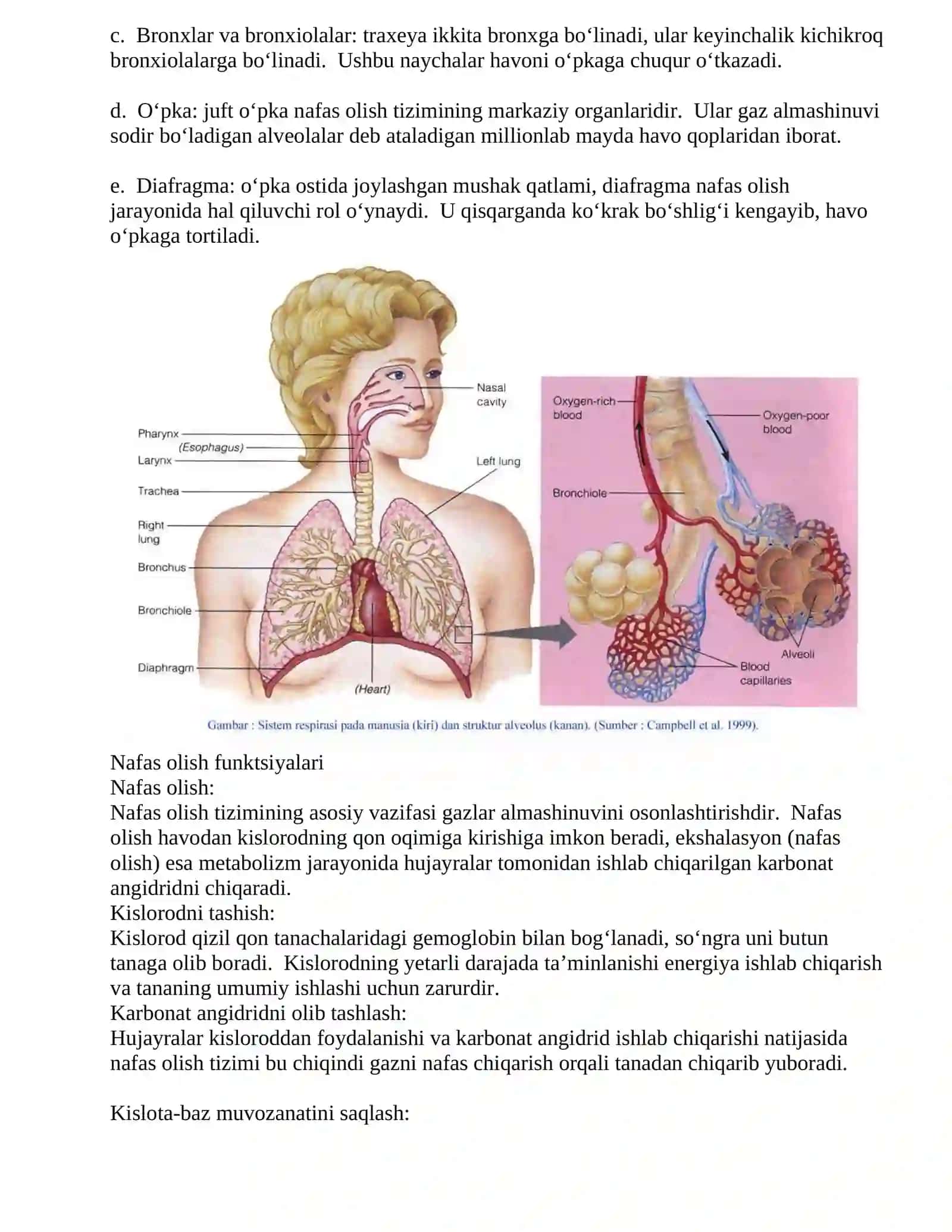 Nafas olish tizimi anatomiyasi 2