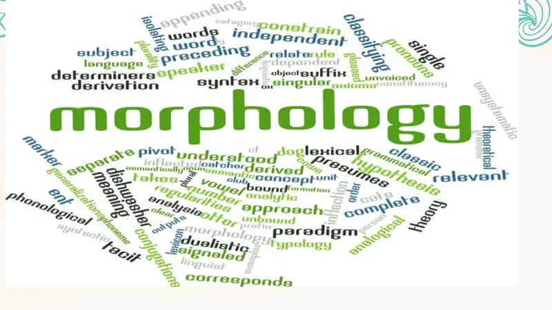Morphology 2