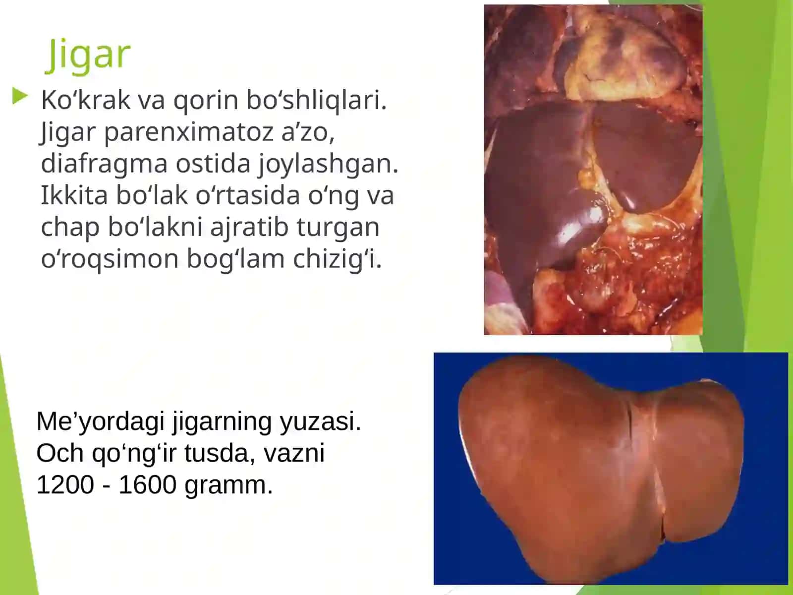 Jigar kasalliklari 2