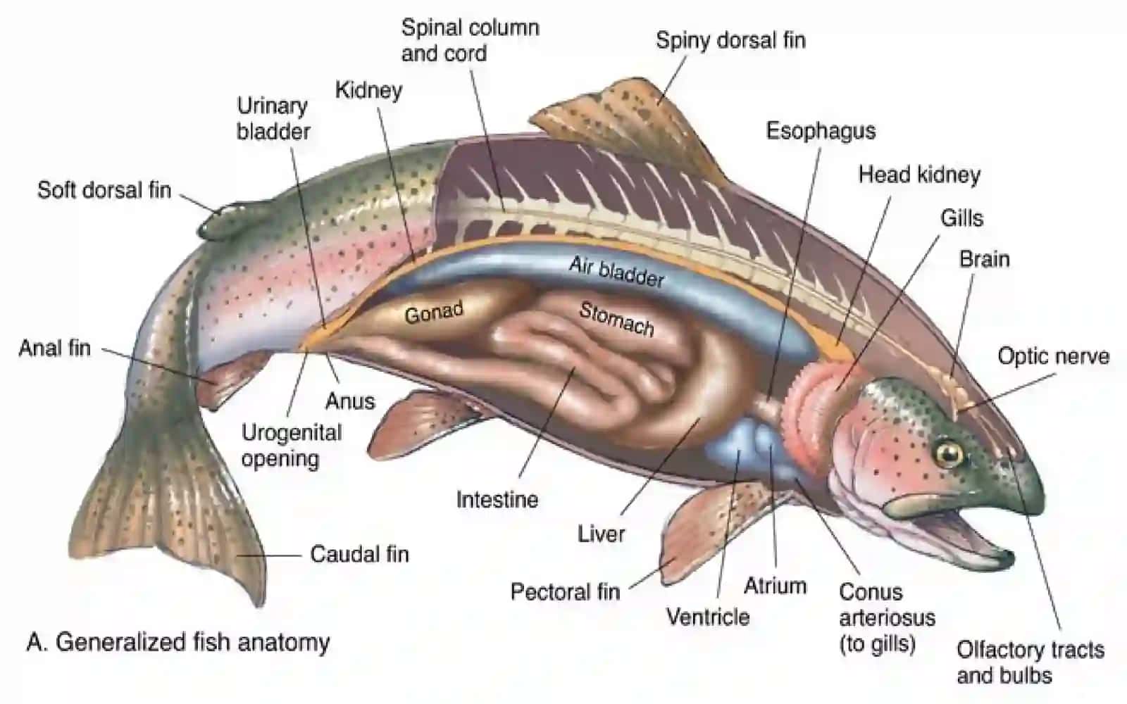 7-sinf Zoologiya 'Baliqlarning nerv sistemasi va sezgi organlari' ko'rgazma 2