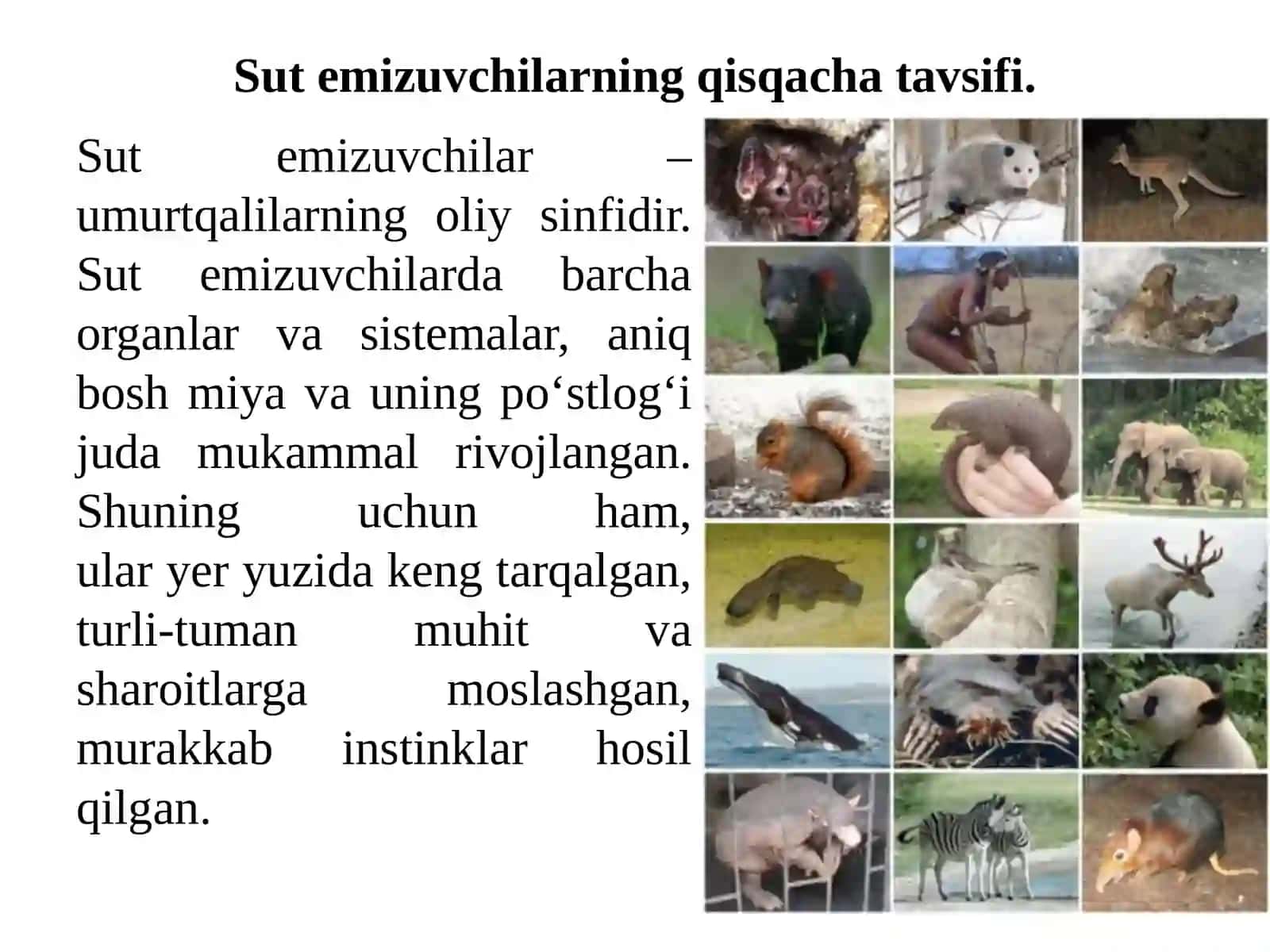 8-mavzu. Sut emizuvchilar-biozararlash manbalari 2