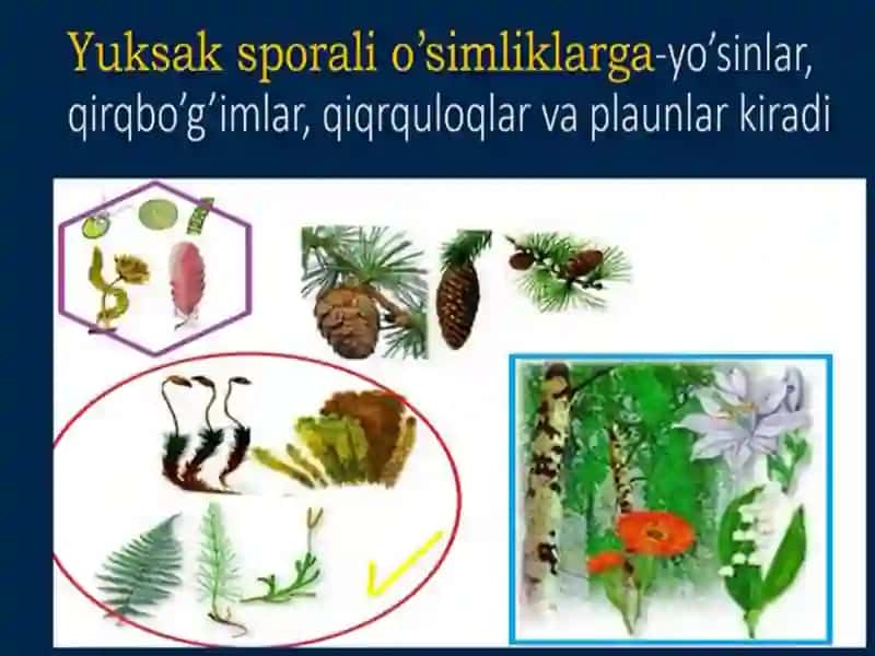 Sporali Oʻsimliklar 2