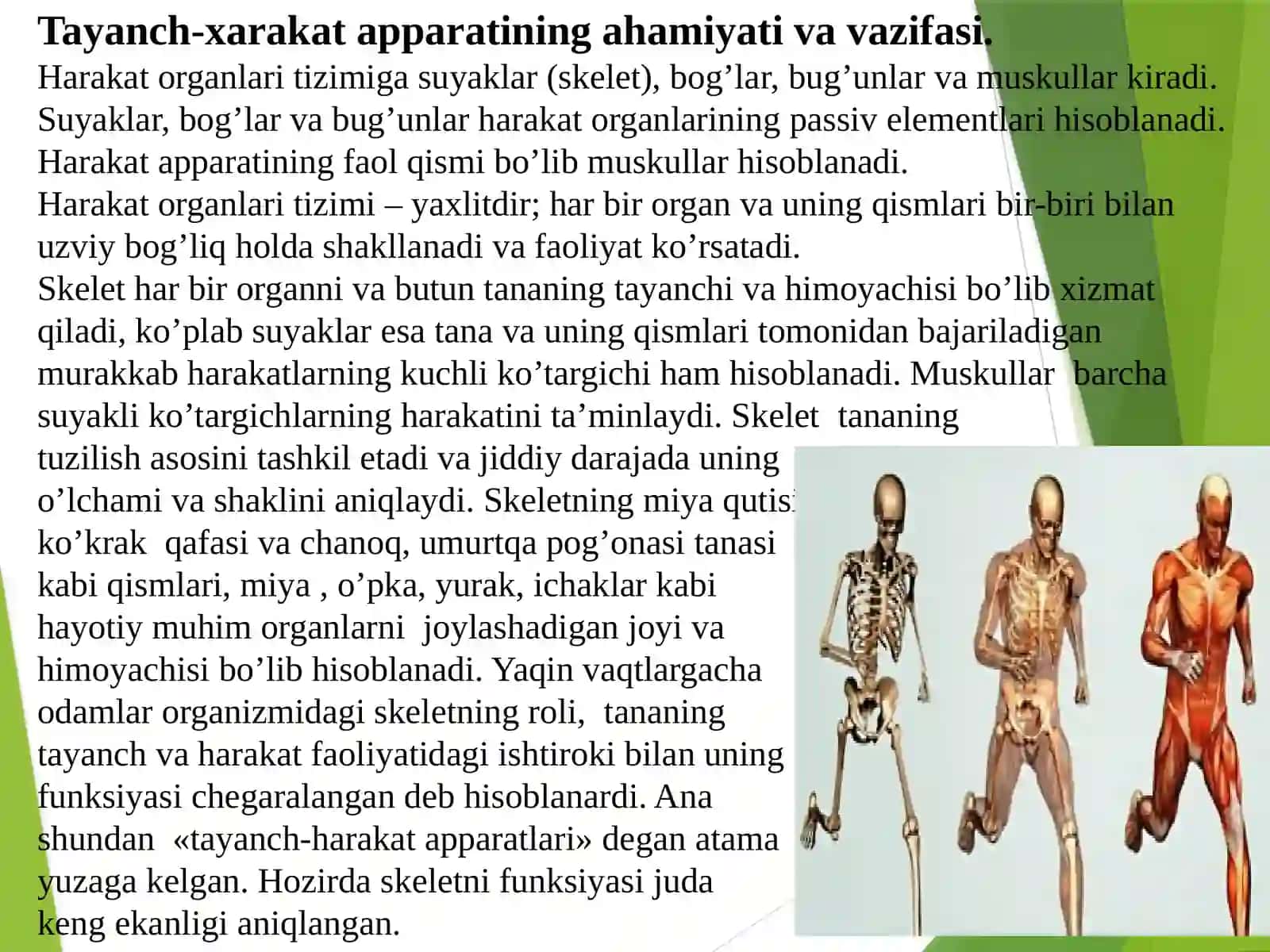Tayanch-xarakat apparatining yosh xususiyatlari va gigienasi (1-qism) 2
