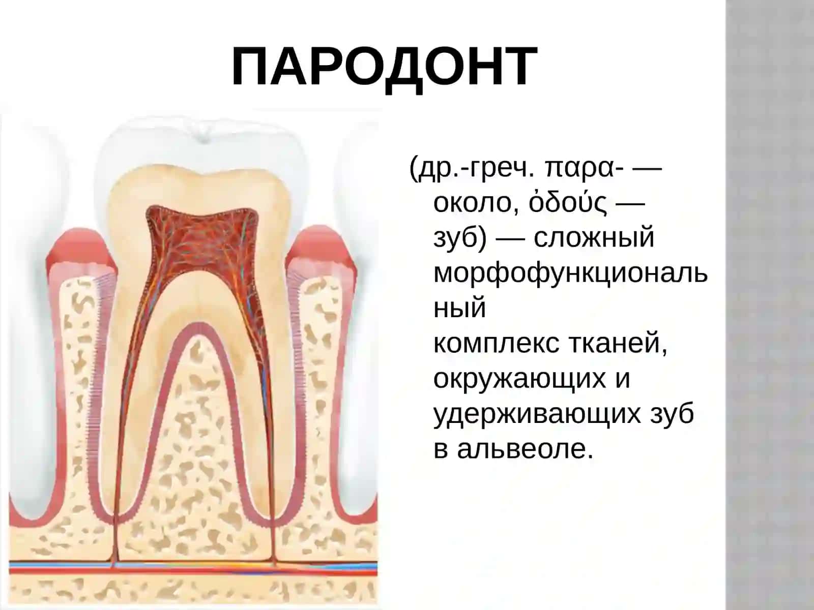 Пародонт 2