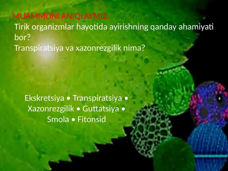 Ayirishning Organizmlar Hayotidagi Ahamiyati 2