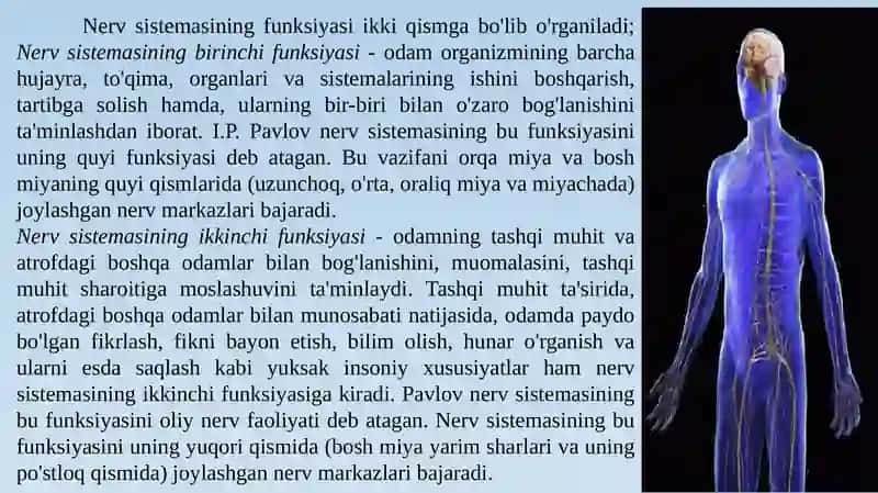 Markaziy nerv tizimining umumiy fiziologiyasi 2