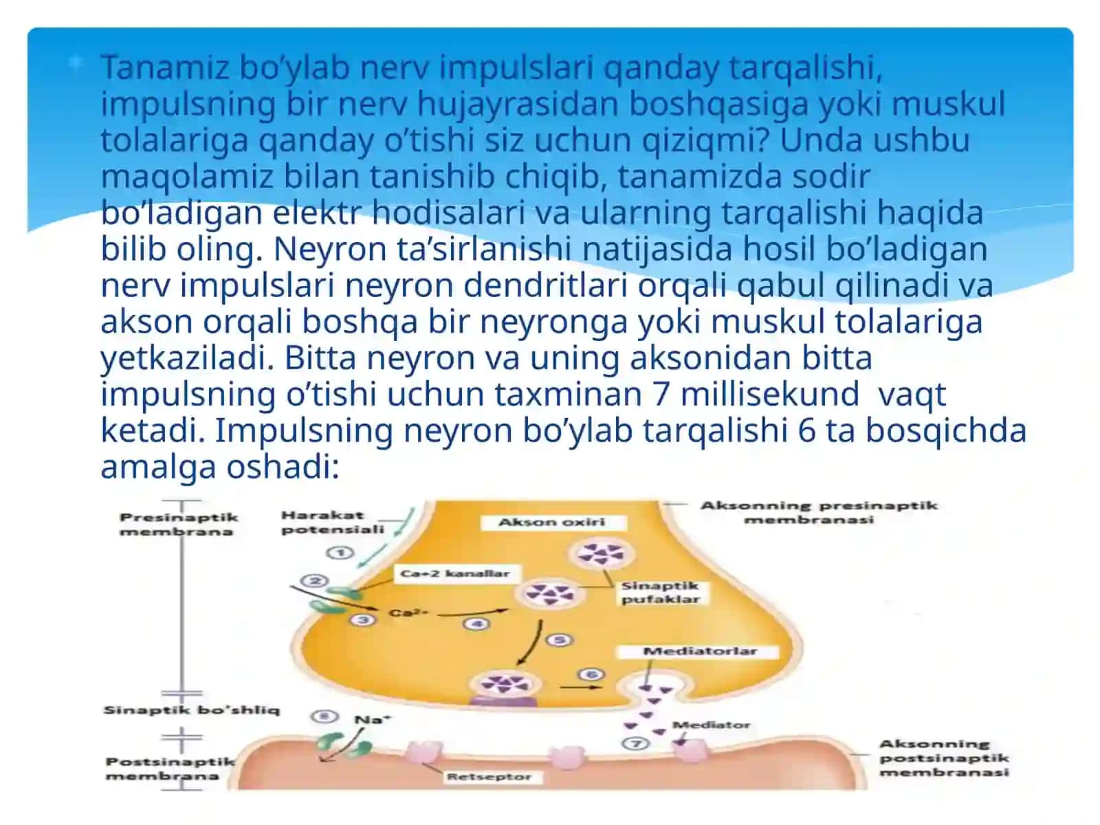 Nerv impulslarining o`tkazilishi va sinaptik harakatlanish 2