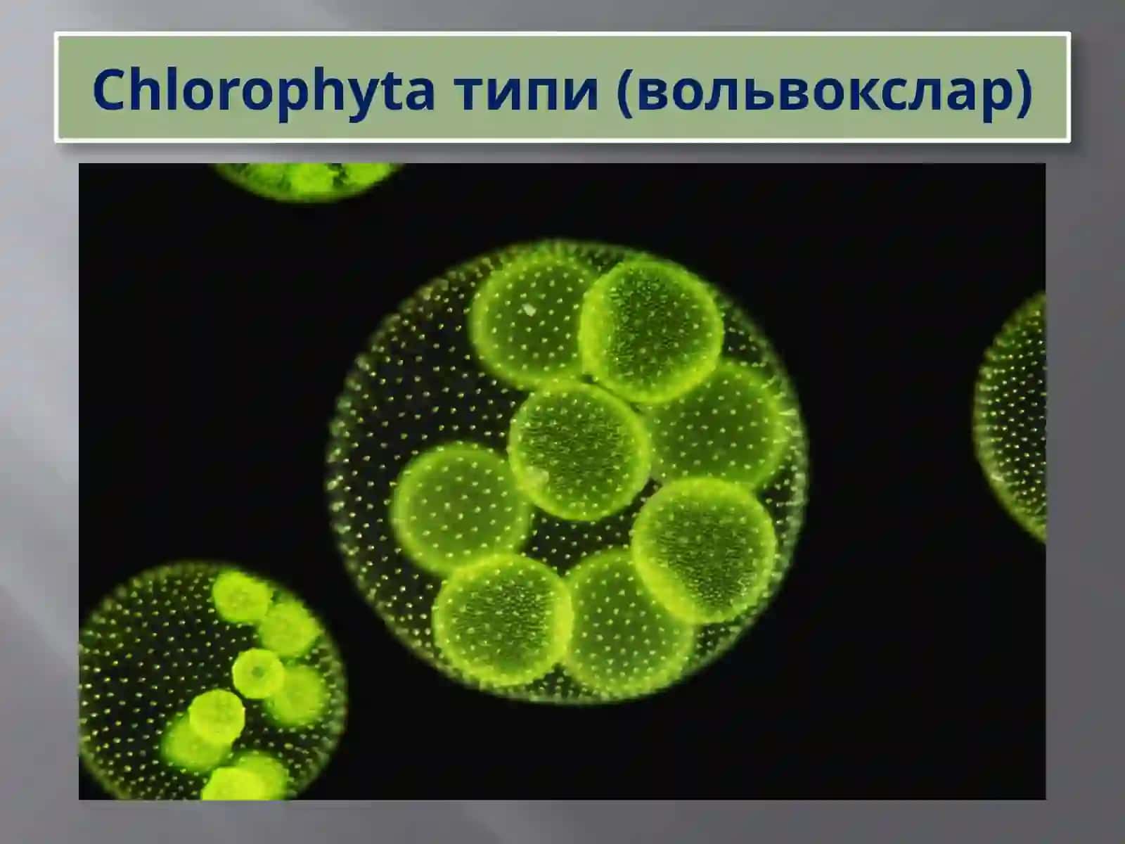 Protozoa кенжа дунёси (Бир ҳужайралилар) 2