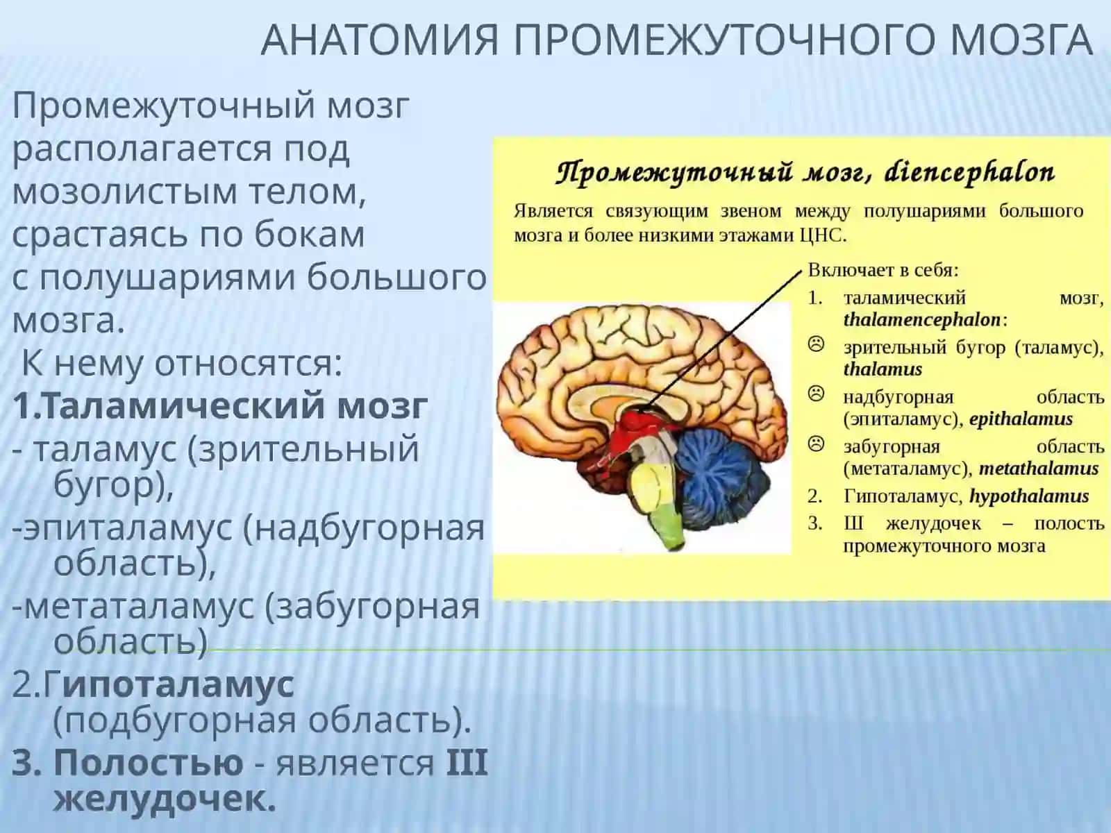 Анатомия промежуточного мозга 2