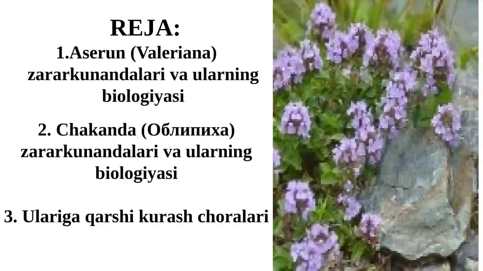 Aserun (Valeriana) va Chakanda (Облипиха) Zararkunandalariga Qarshi Kurash Choralar 2