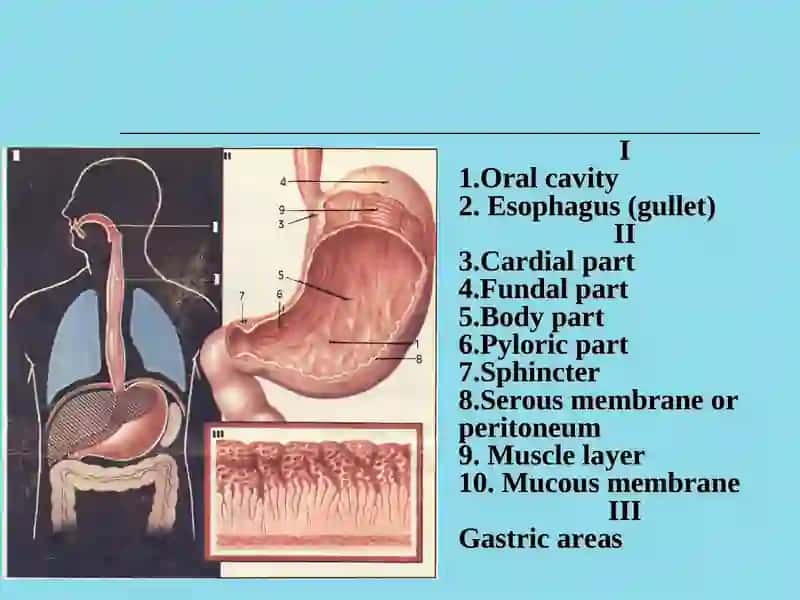 Ulcer disease of stomach and duodenum 2