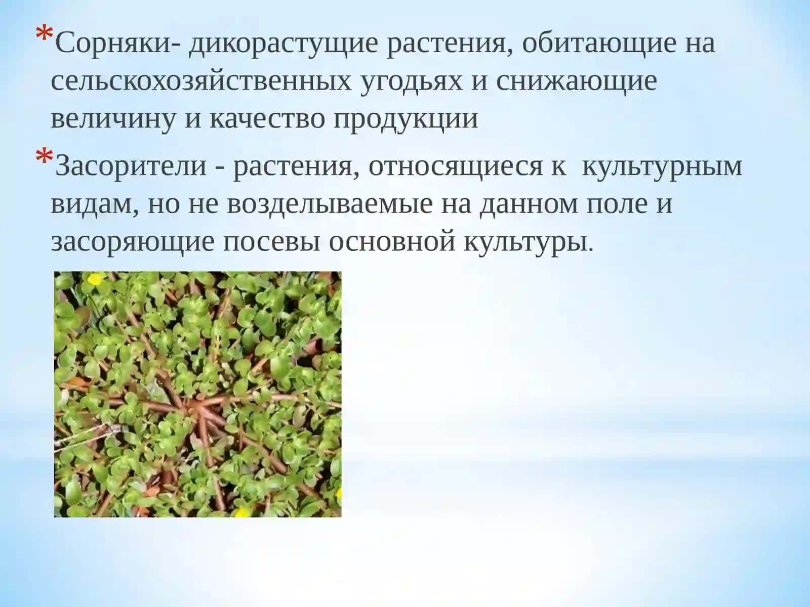 Классификация сорных растений 2