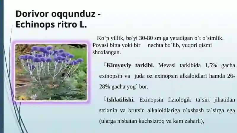 Qoqio’tdoshlar oilasining dorivor vakillari 2
