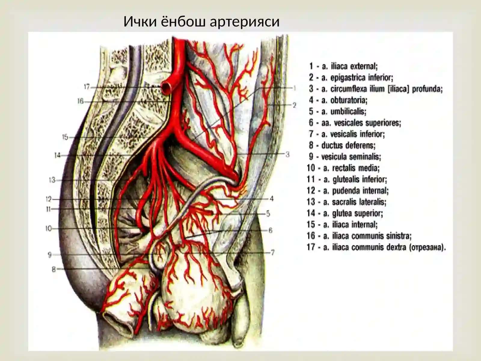 Ички ёнбош артерияси, Ташки ёнбош артерияси. Сон артерияси, Сон артериясининг тармоклари, Дум артериялари, тизза ости артерияси 2