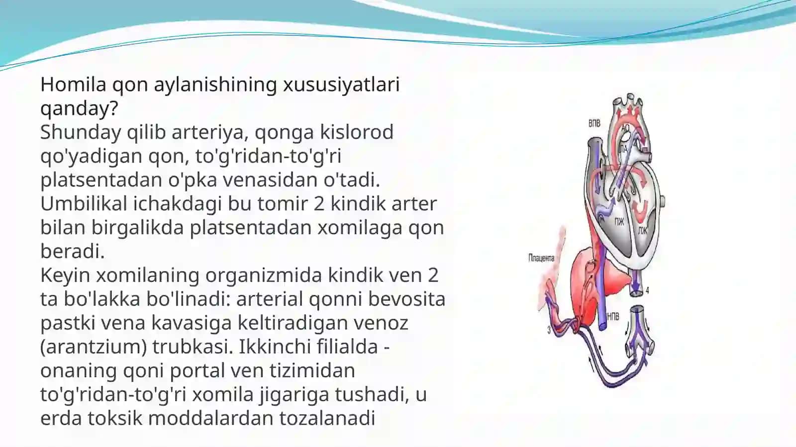 Ona qornida qon aylanishining ahamiyati va bola tug’ilganidan keyingi o’zgarishlar 2