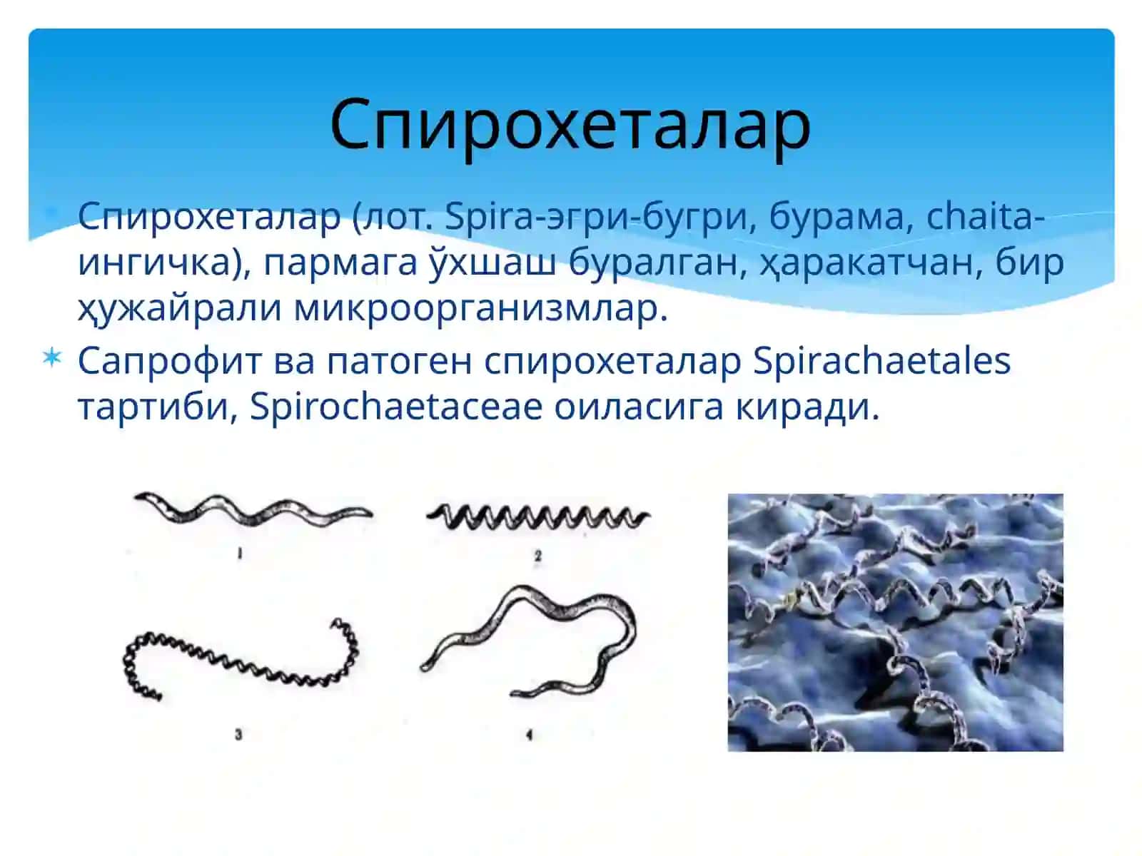 СПИРОХЕТАЛАР 2