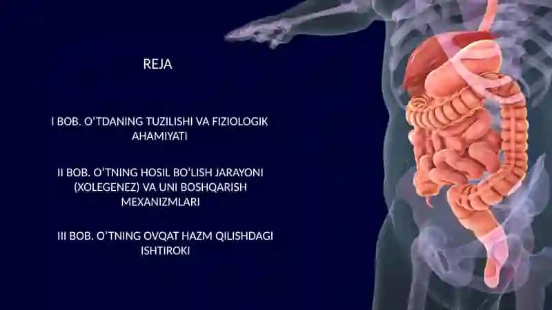 : O‘tning hosil bo‘lish jarayoni va ovqat hazm qilishdagi ishtiroki 2