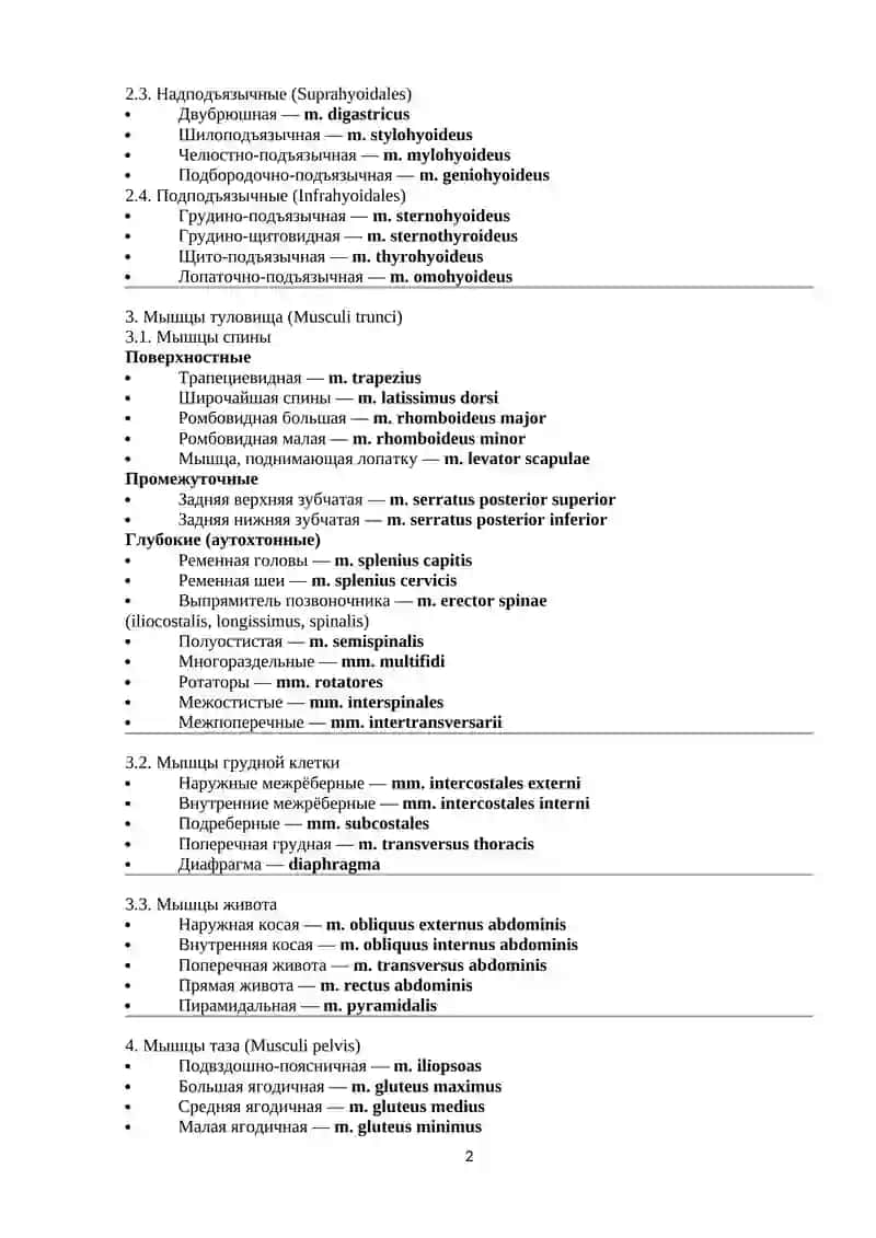 КЛАССИФИКАЦИЯ ВСЕХ МЫШЦ ЧЕЛОВЕКА С ЛАТИНСКИМИ НАЗВАНИЯМИ 2
