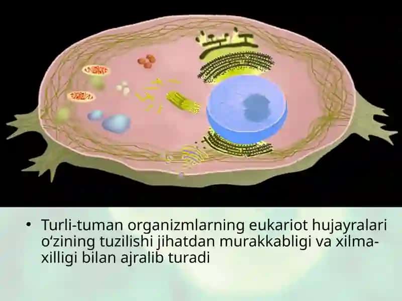 Sitoplazma 2
