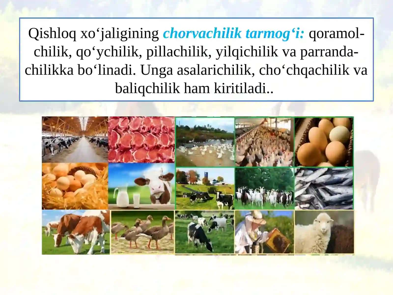 CHORVACHILIK 2
