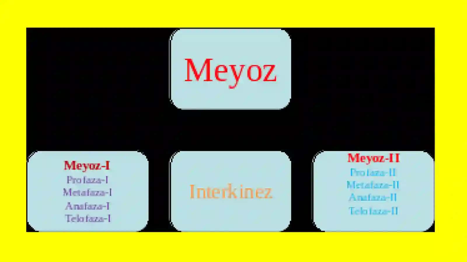 MEYOZNING BIOLOGIK AHAMIYATI 2