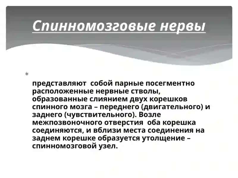 Спинномозговые нервы 2