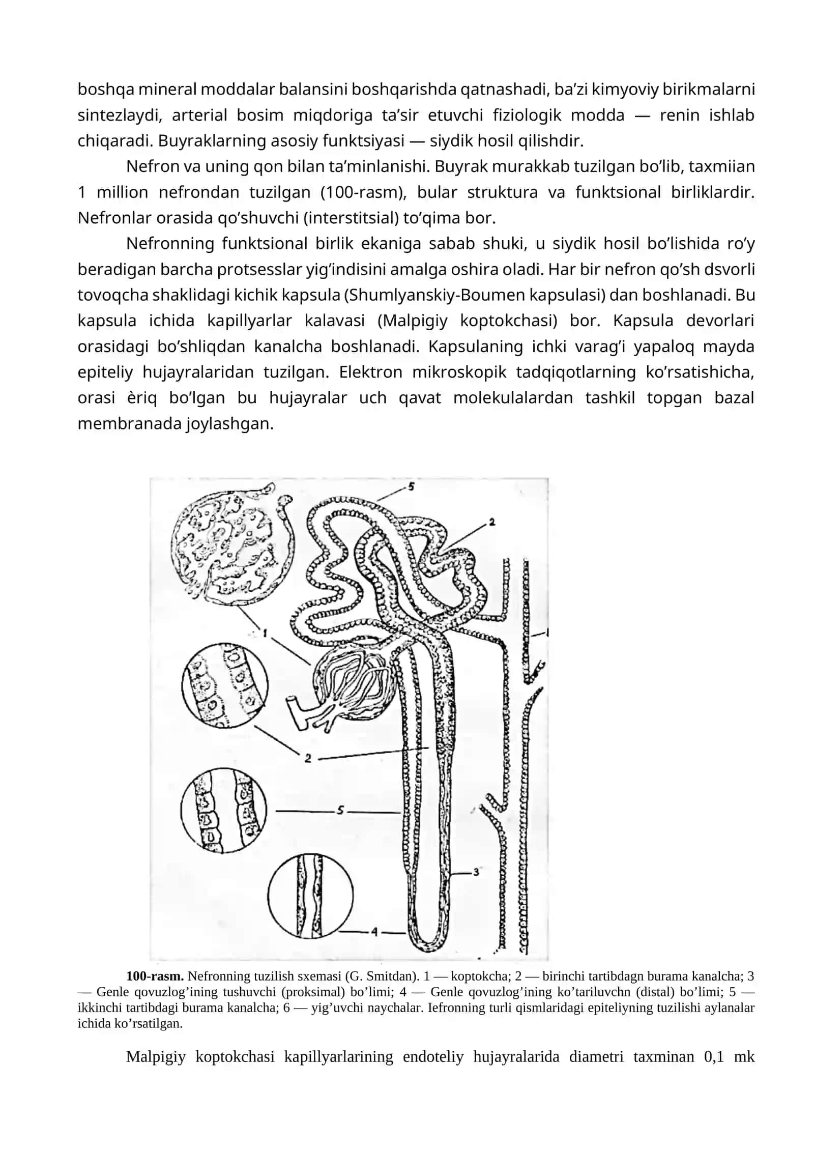 Ayiruv a’zolari fiziologiyasi 2