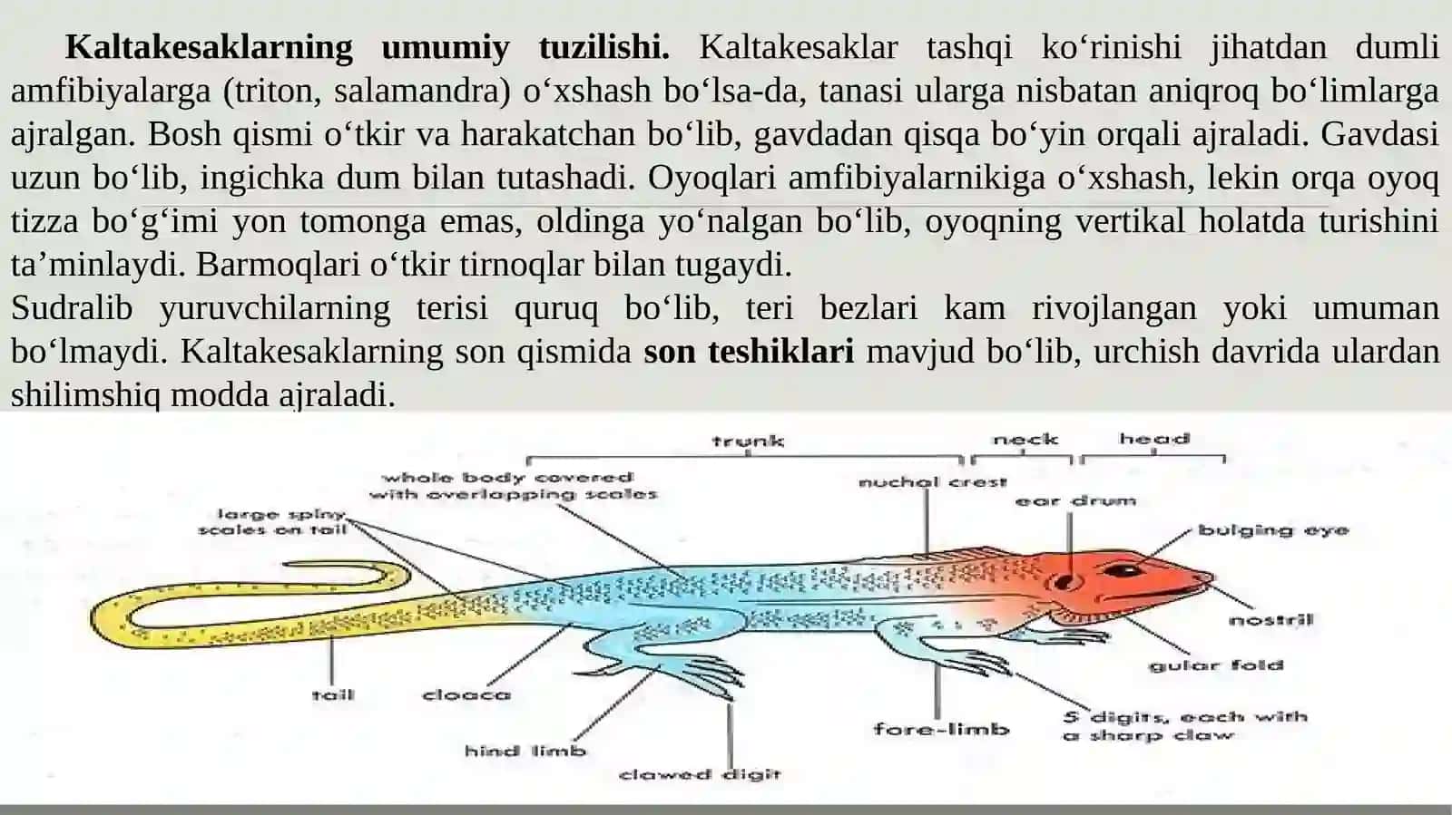 Kaltakesakning tashqi va skelet tuzilishi 2