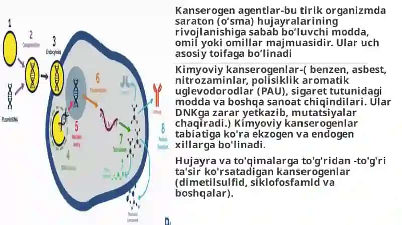 Kantserogen agentlar va ularning hujayralar bilan o’zaro tasiri 2