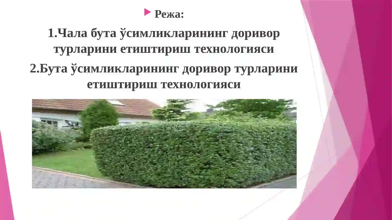 Чала бута, бута ўсимликларининг доривор турлариниетиштириш технологияси 2