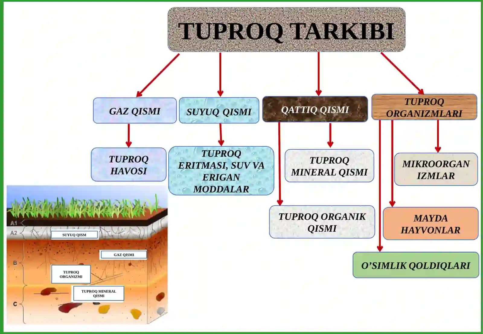 O‘SIMLIKLAR OZIQLANISHIDA TUPROQ TARKIBINING AHAMIYATI VA SINGDIRISH QOBILIYATLARINI O’RNI 2