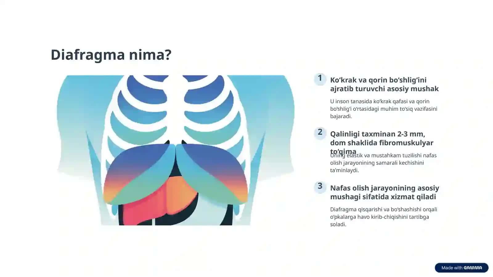Diafragma Mushaklari Fiziologiyasi 2