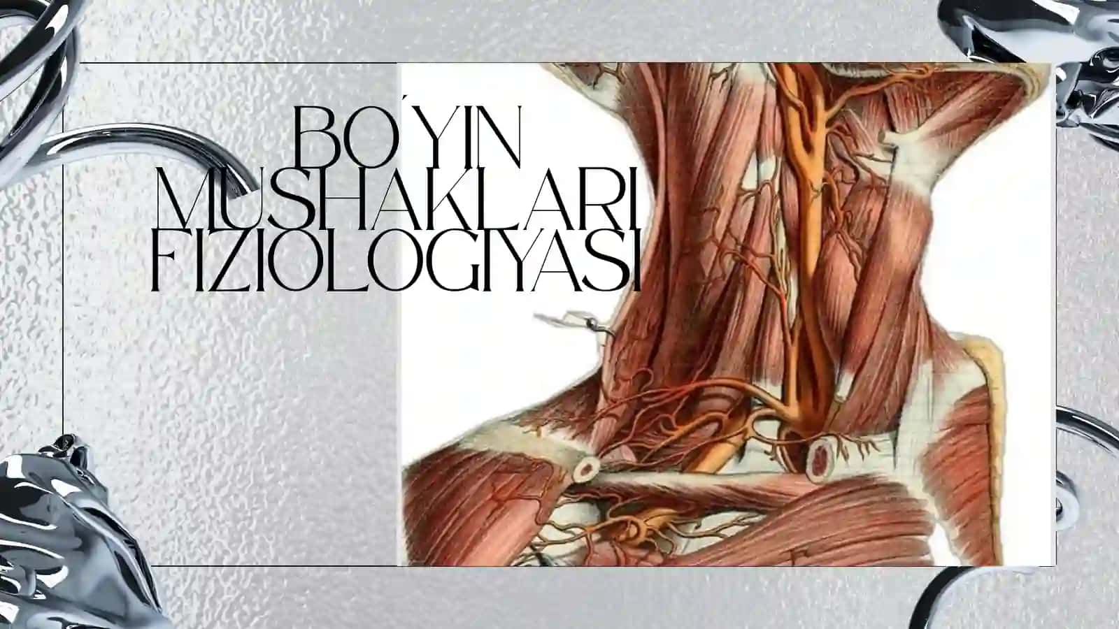 Boʻyin mushaklari FIZIOLOGIYASI 2