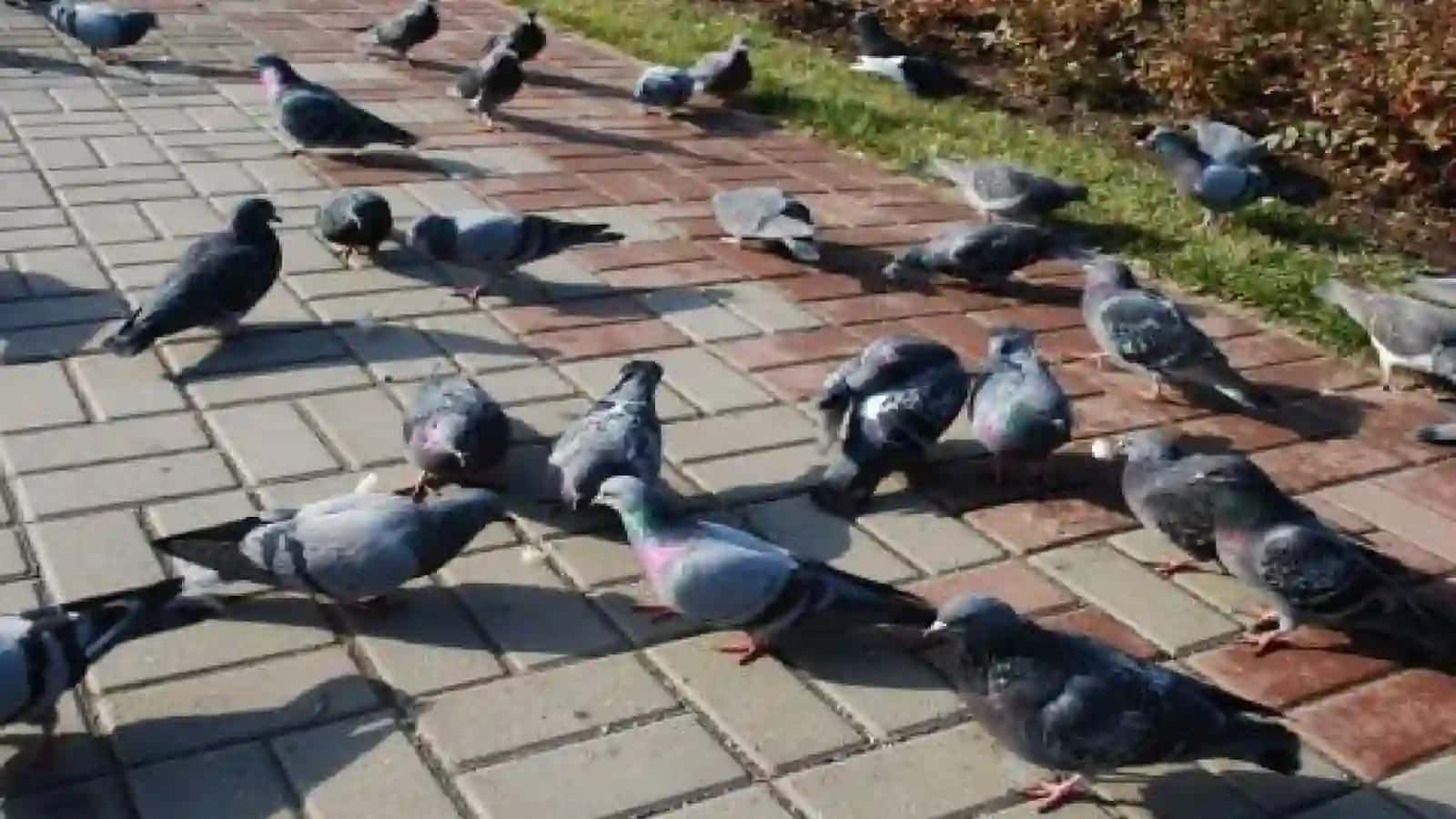 7-sinf Zoologiya 'Ko'k kaptarning tashqi tuzilishi' ko'rgazma 2
