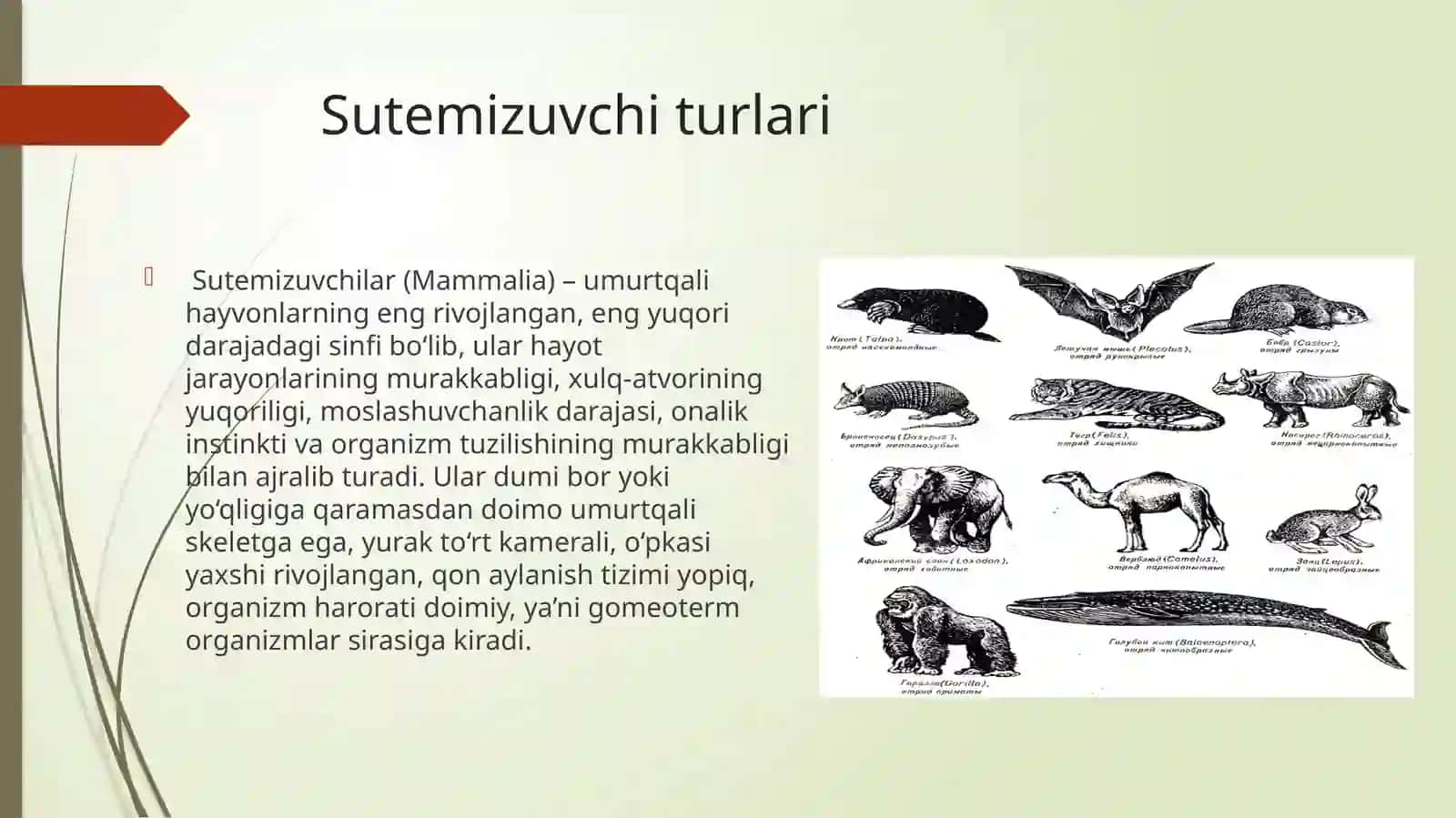 O’zbekiston“Qizilkitob”igakiritilgansutemizuvchihayvonlar 2