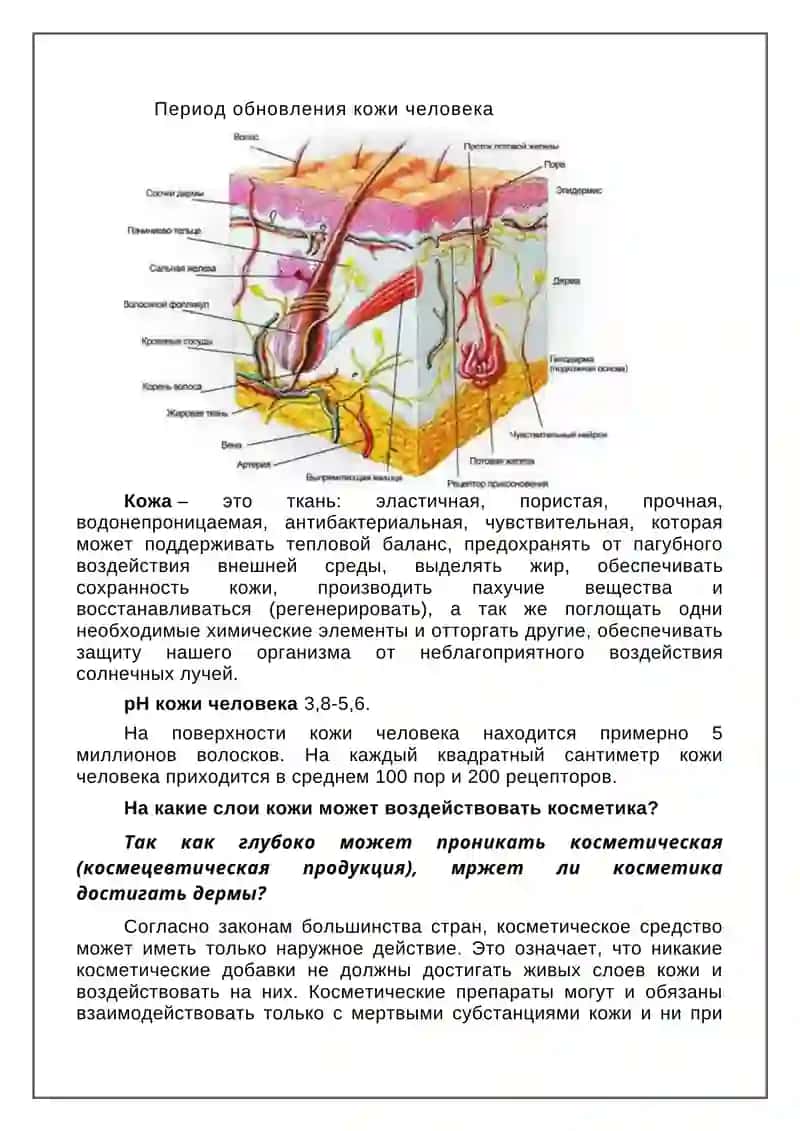 Строение и основные функции кожи человека 2