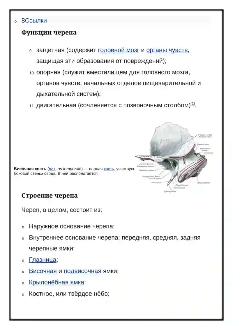 Череп человека 2