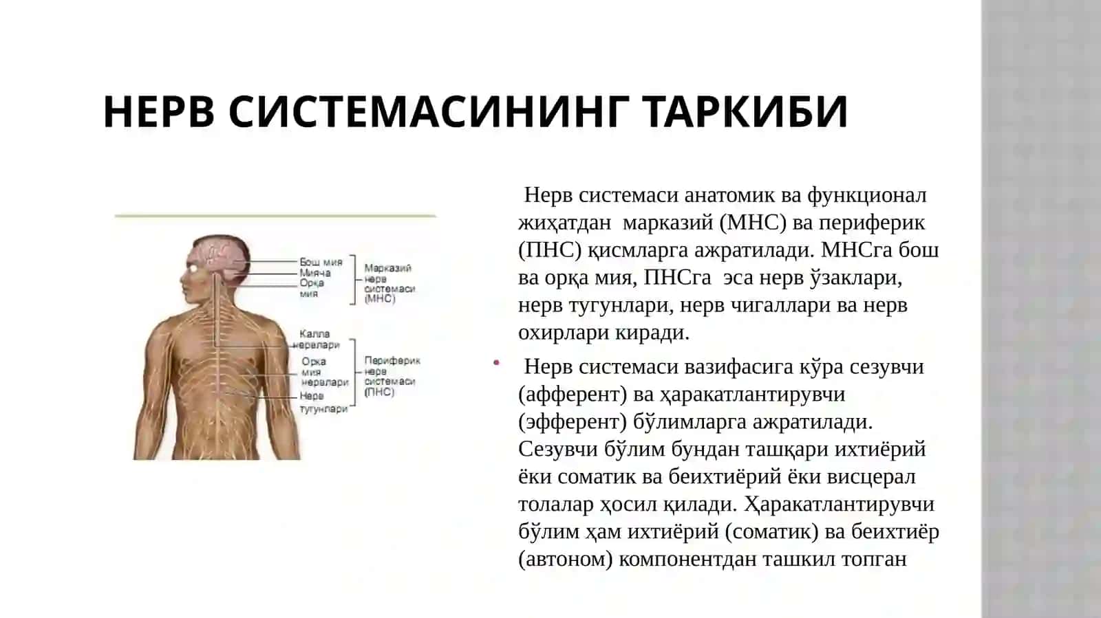 Нерв тизимининг морфофункционал таснифи 2