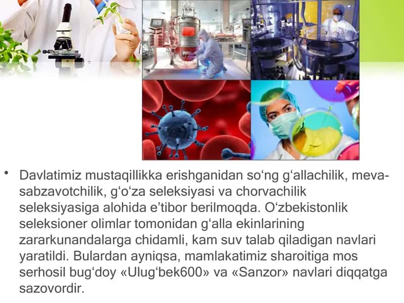 O‘zbekiston olimlarining seleksiya sohasidagi erishgan yutuqlari 2
