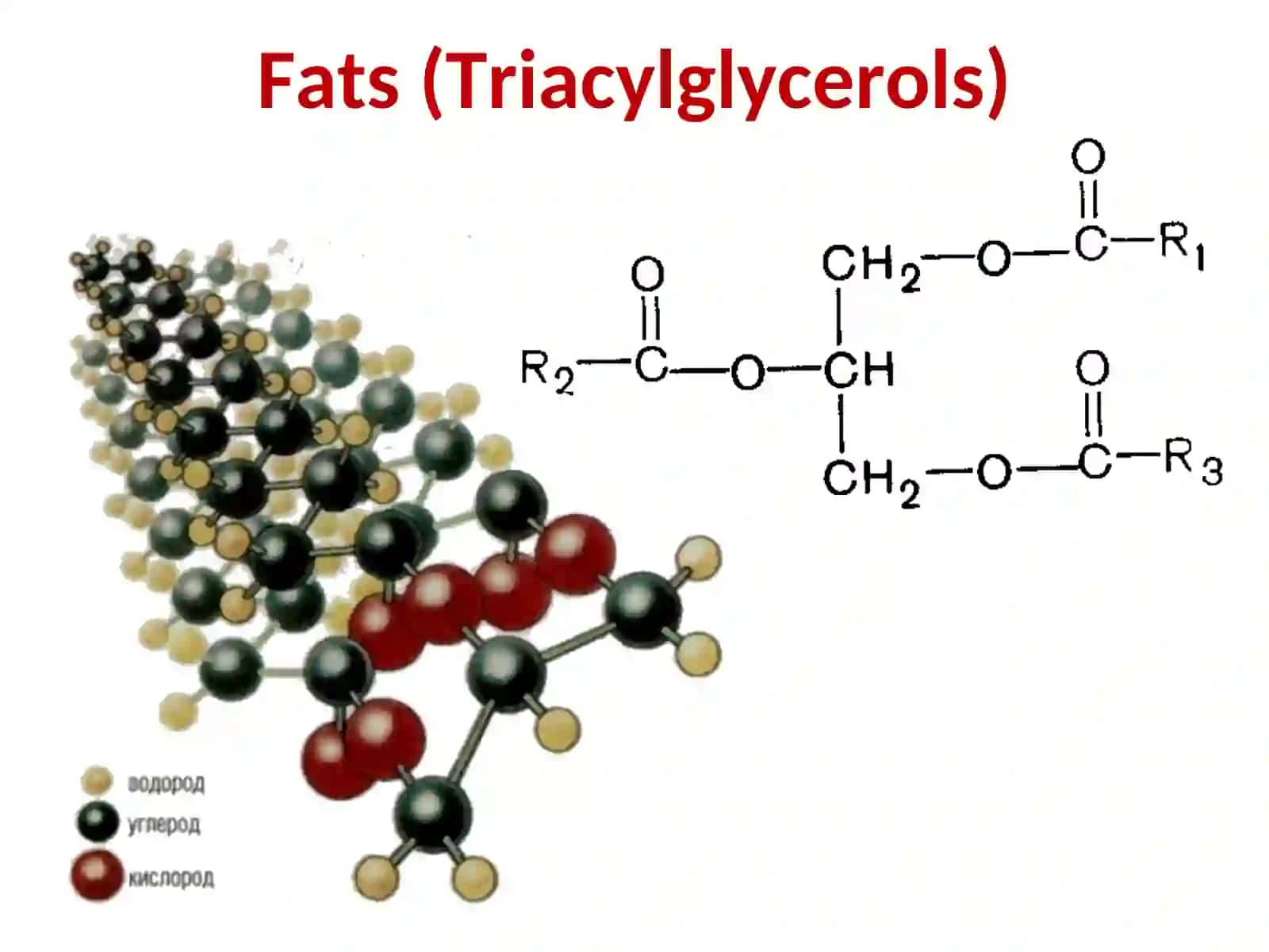 Fats (Triacylglycerols) 2