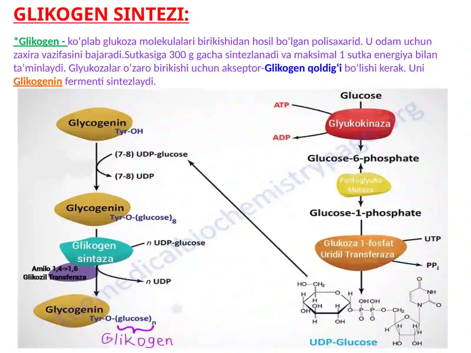 GLIKOGEN SINTEZI 2