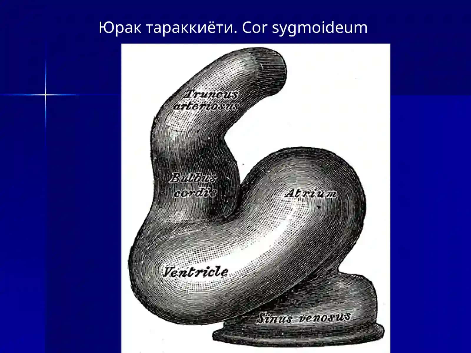 КОН-ТОМИР ТИЗИМИНИНГ УРГАНИШГА КИРИШ. ЮРАК. АОРТА. ТАШКИ ВА ИЧКИ УЙКУ АРТЕРИЯЛАР. УМРОВ ОСТИ АРТЕРИЯСИ. БОШ МИЯНИНГ КОН БИЛАН ТАЪМИНЛАНИШИ. КУЛНИНГ КОН БИЛАН ТАЪМИНЛАНИШИ 2