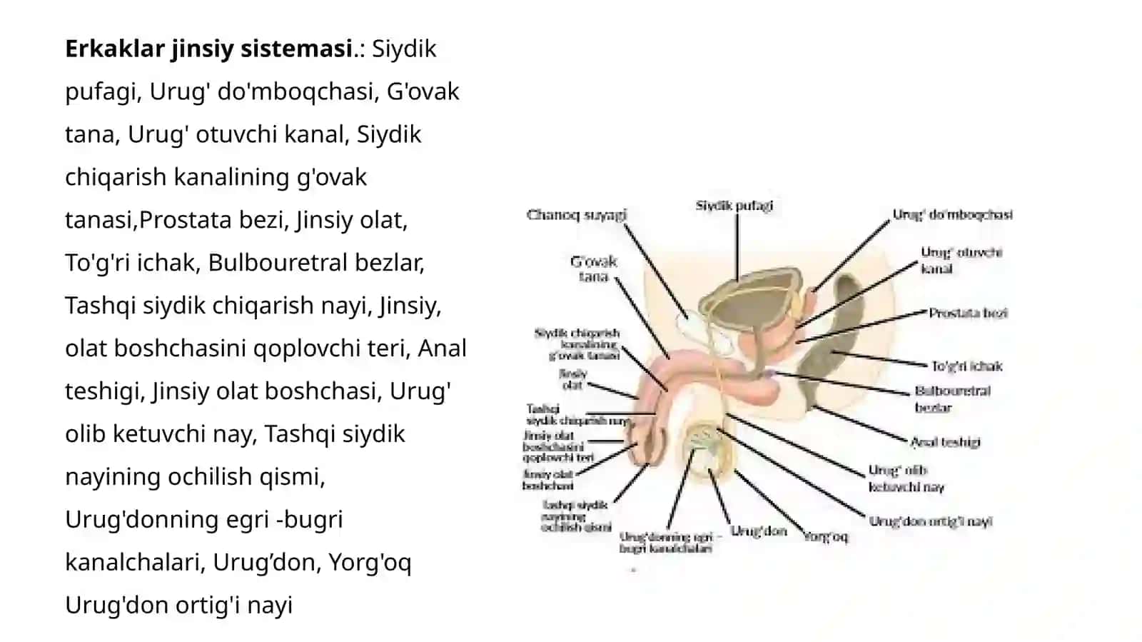 Gistalogiyafani jinsiy tayyorlash 2