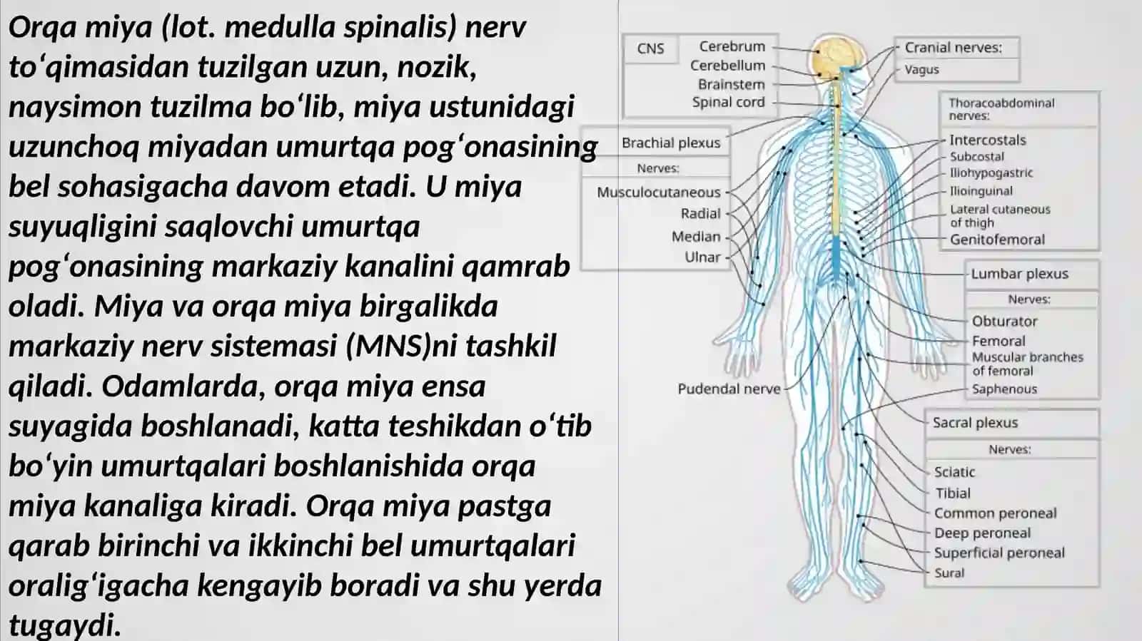 Yoshfiziologiyasivagigiyenasi 2