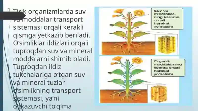 - Tags: TIRIK ORGANIZMLARDAOZIQ MODDALAR TRANSPORTI 2