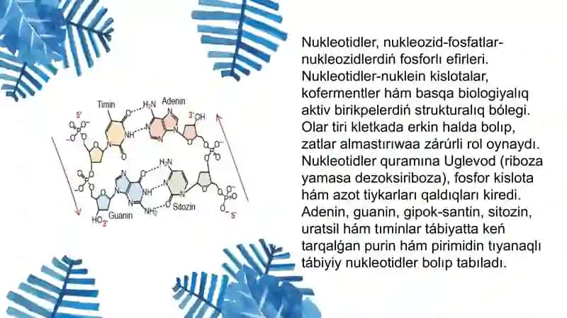Nukleotidli izbe-izlikler 2