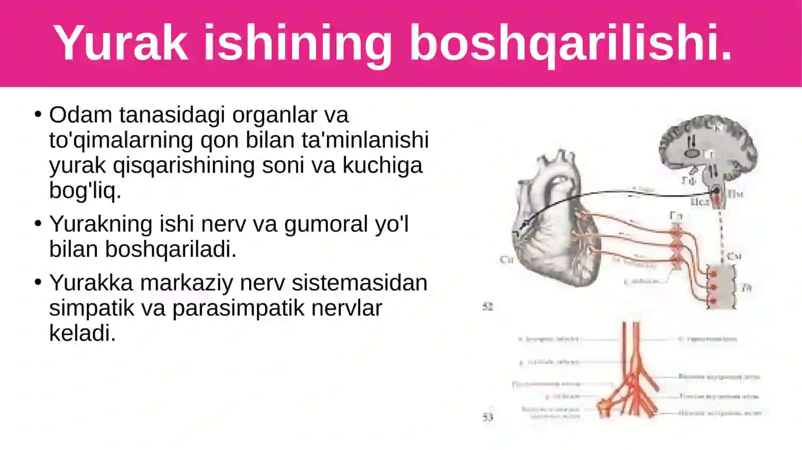 Qonaylanish organlari ishining boshqarilishi 2
